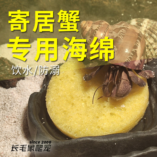 zoomed进口寄居蟹天然专用饮水海绵木浆材质无异味可食用海绵