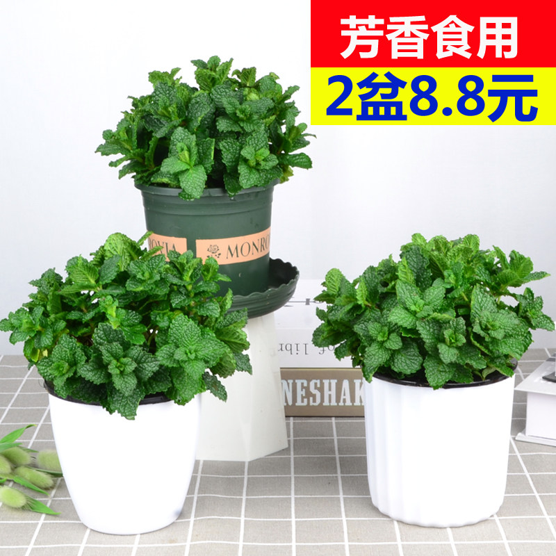 留兰香薄荷盆栽可食用新鲜水培薄荷叶苗植物办公室内桌面绿植