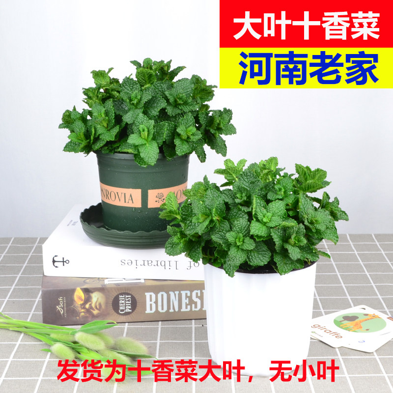 大叶河南十香菜苗捞面烩面可食用凉拌石香菜草留兰香菜红梗盆栽苗