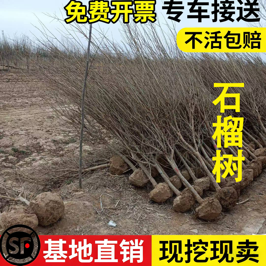 石榴树大中小号树苗庭院绿化植物