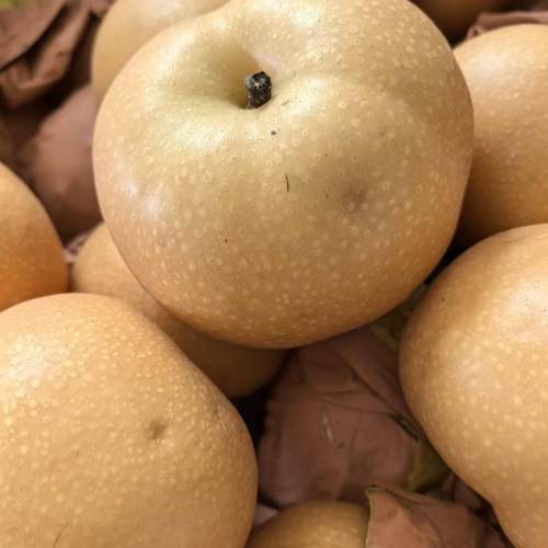 烟台秋月梨净重5斤略带瑕疵甜脆水分多