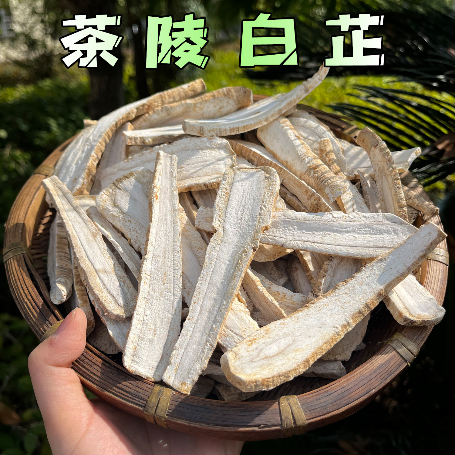 茶陵三宝白芷湖南特产白芷老鸭汤农家自种自晒生姜伏蒜调料土特产