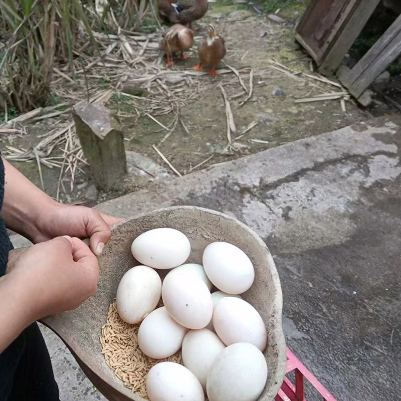 土鸭蛋30枚小溪河里放养包邮