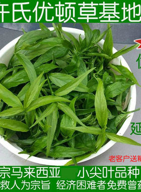 许氏忧遁草新鲜叶 优顿循憂优盾草 优遁鳄嘴花正宗小尖黎王汉帝草