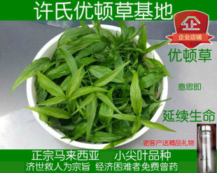 许氏忧遁草新鲜叶 优顿循憂优盾草 优遁鳄嘴花正宗小尖黎王汉帝草