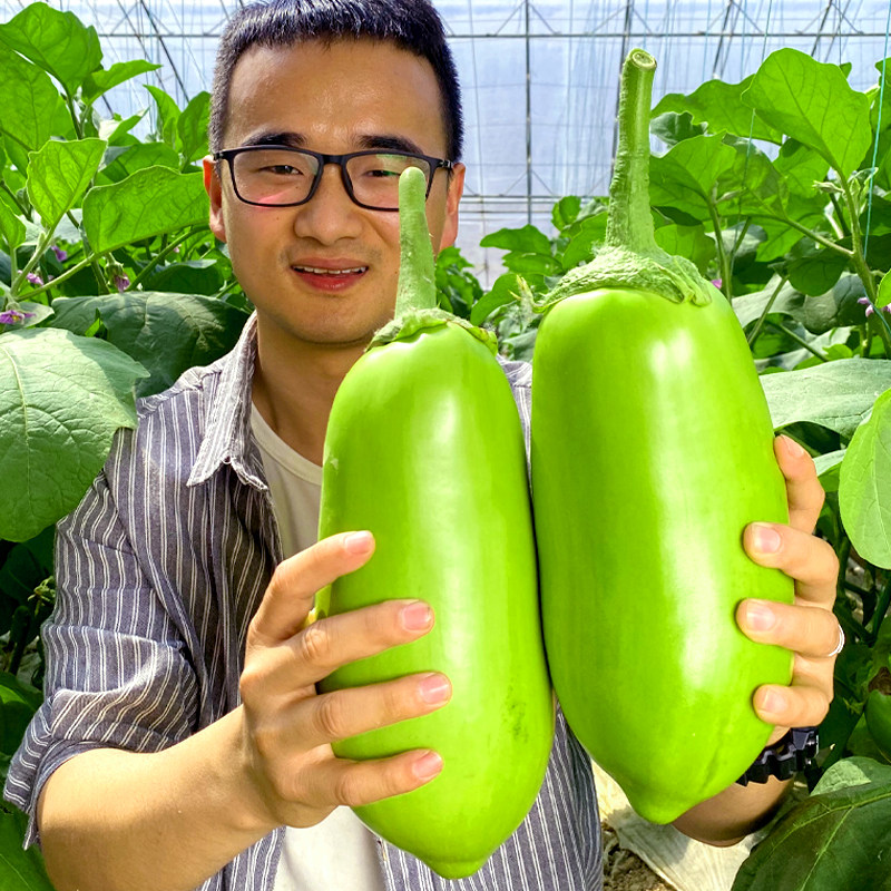 绿长茄种子茄子苗带土秧苗大圆茄种籽青大全高产四季蔬菜孑老品种