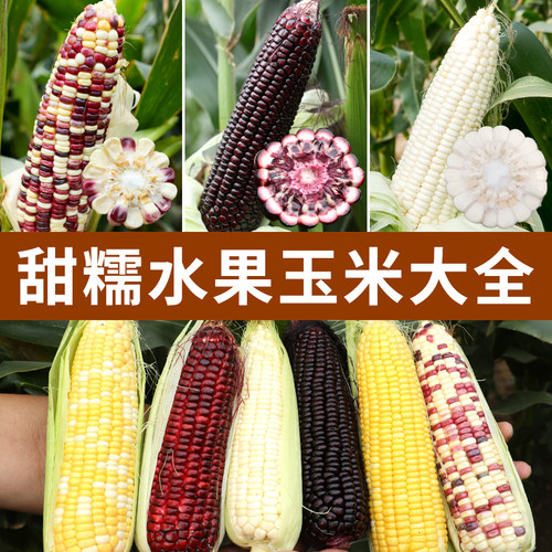 超甜水果玉米种子黑糯四季