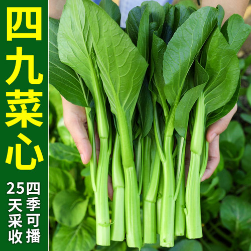 广东四九菜心种籽四季速生种子