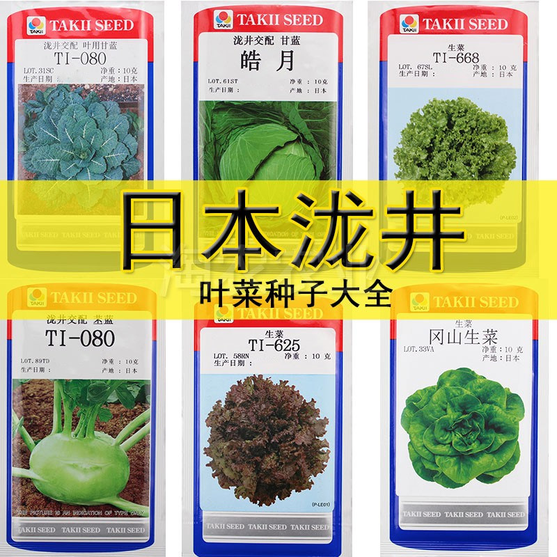泷井叶菜甘蓝生菜芥蓝芥兰紫生菜日本泷井蔬菜种子阳台盆栽四季播