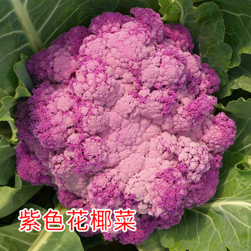 紫色菜花价格 多少钱