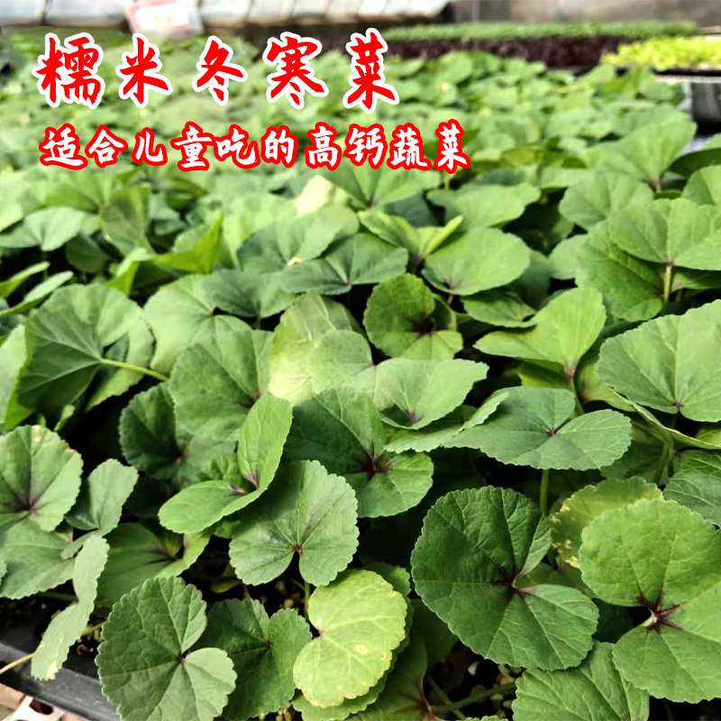 糯米冬寒菜种子苗儿童高钙菜种籽孑苋菜马蹄菜盆栽四季蔬菜菜籽秧