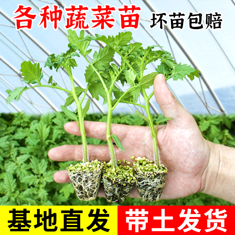 寿光蔬菜苗番茄秧苗圣女果辣椒黄瓜茄子丝瓜秋葵西瓜甜瓜四季瓜苗