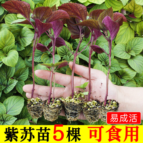 紫苏种子苗秧苗带土单面双面苏子叶种籽盆栽可食用种植四季蔬菜孑