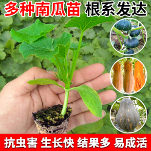 香芋小南瓜種子苗秧苗高產(chǎn)香甜貝貝板栗蜜本種籽蔬菜菜苗瓜苗大全
