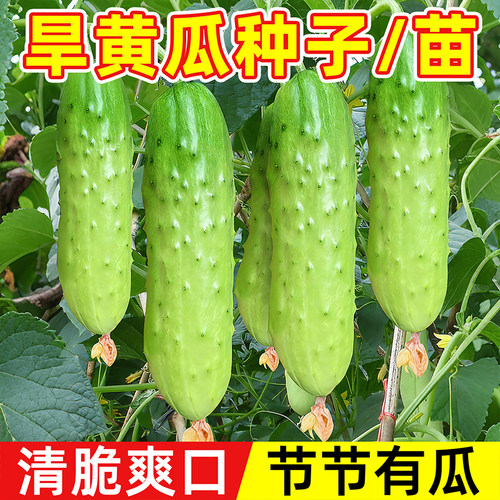 旱黄瓜种子甜脆四季种植蔬菜种籽