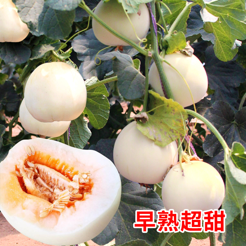 鼎牌白皮雪丽奶香春季甜瓜种子