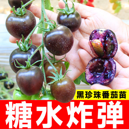 樱桃黑番茄四季小西红柿盆栽蔬菜