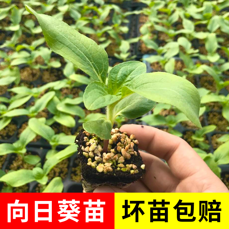 食用向日葵种苗多头葵秧苗种子种籽孑盆栽观赏葵花苗阳台盆栽活苗