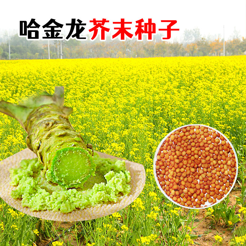 芥末种子山葵种籽呛鼻耐热调味料春夏秋冬四季阳台盆栽蔬菜种籽孑