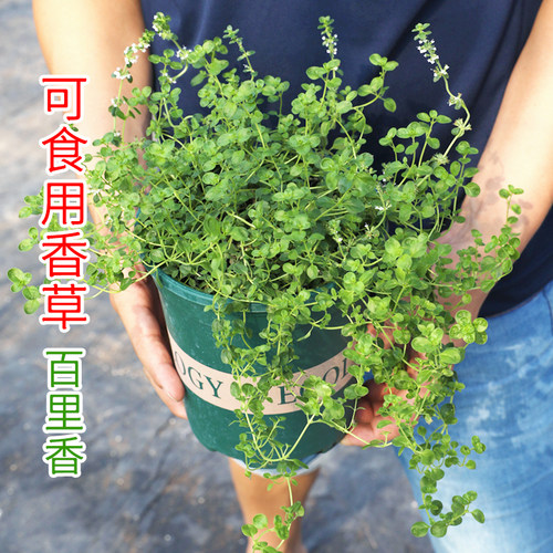 金边百里香阳台美观趣味可食用