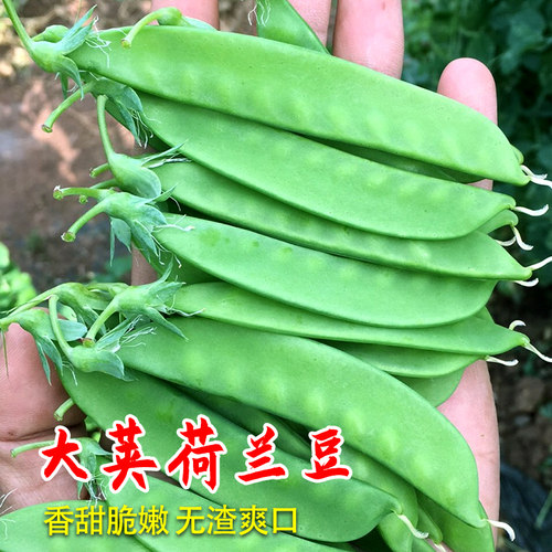 甜豌豆荚质量怎么样 甜豌豆荚口碑怎么样 小麦优选