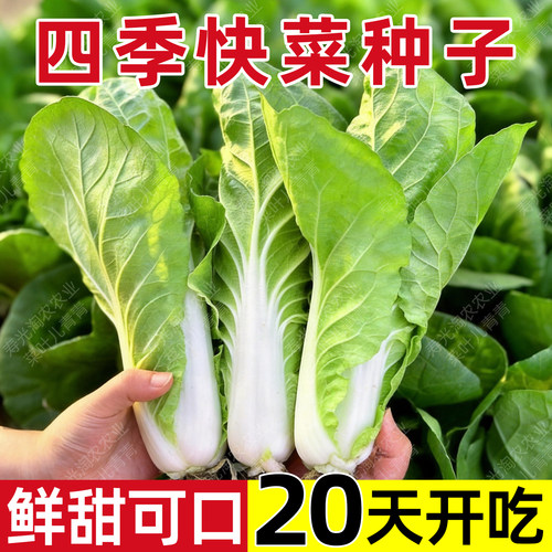 奶油快菜种子速生小白菜四季播种