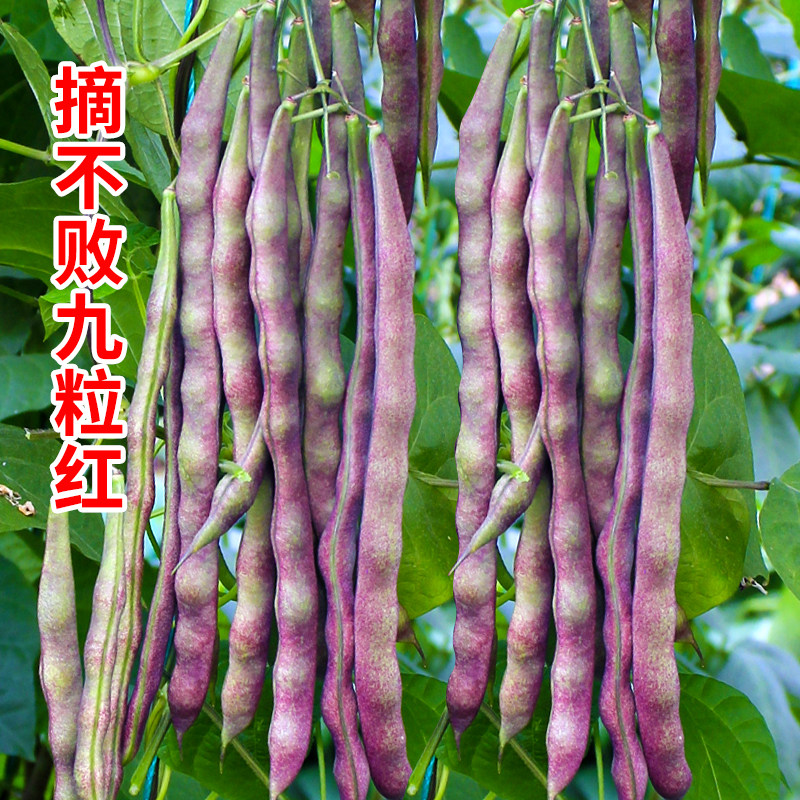 九粒红芸豆种子孑白不老豆角种籽高产四季豆摘不败老来少豇豆蔬菜
