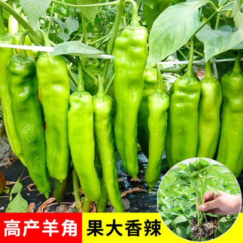 尖椒种子大果羊角椒种籽辣椒苗秧苗夏秋四季早熟南方蔬菜孑籽种 - 封面