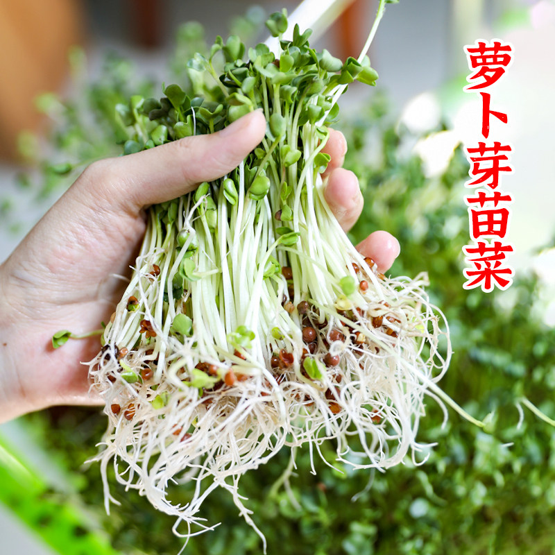 萝卜苗种子芽菜苗种籽盆栽青萝卜籽种水培四季青菜孑菜籽菜种春季