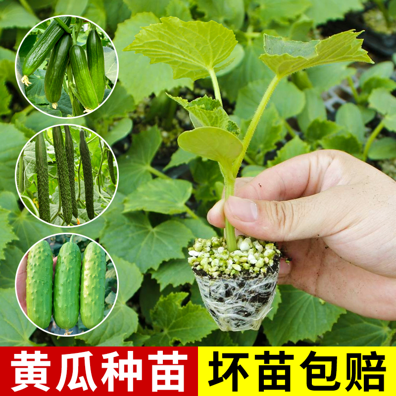 黄瓜苗秧苗四季蔬菜水果菜苗春季嫁接种子高产瓜苗大全籽种新品种