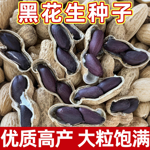 农家富硒黑色薄壳四粒红秋季种孑