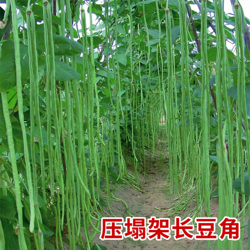 四季高产豇豆种子特长压塌架豆角