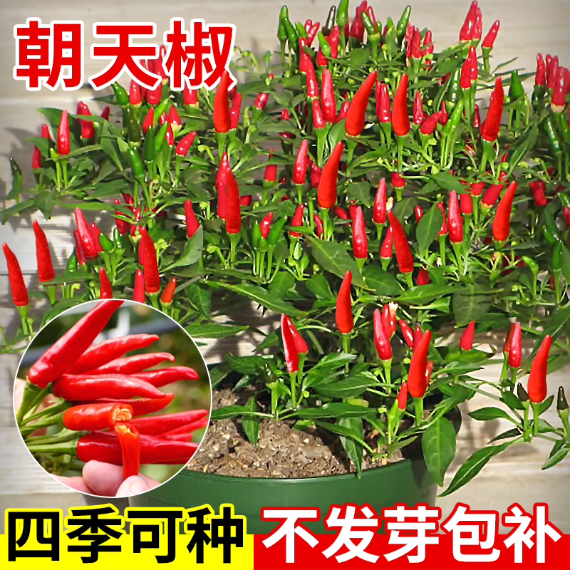 朝天椒种籽高产大果盆栽小米辣