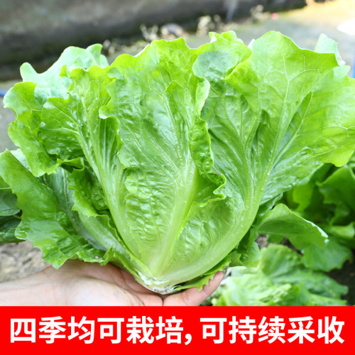 意大利生菜种子耐寒耐热四季青菜