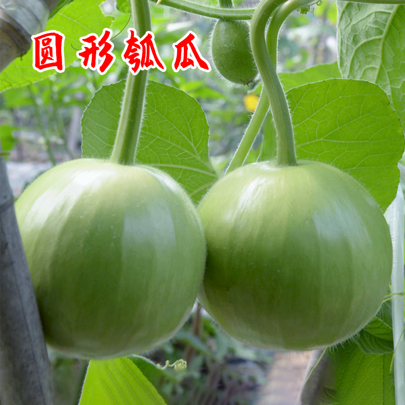 鼎牌圆满1号瓠瓜种子圆形瓠子瓜早生3号棒型瓠子四季早熟高产春播