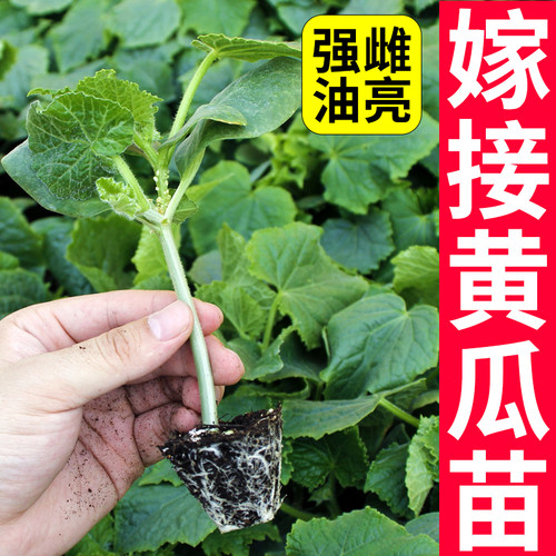 带土黄瓜苗嫁接直根四季阳台盆栽