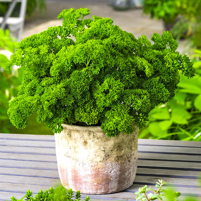 欧芹盆栽卷叶皱叶摩西小香芹西餐料理食材新鲜四季种植香草苗芹菜