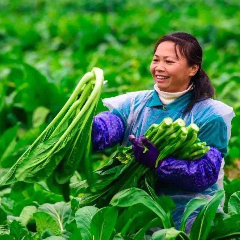 连州菜心种子迟菜心种籽广东菜苔四季蔬菜孑甜菜心南方四季菜种菜