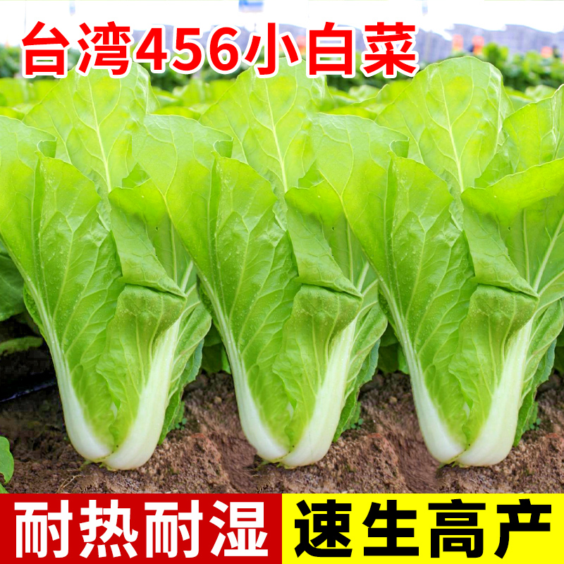 快菜种子四季小白菜耐热青菜