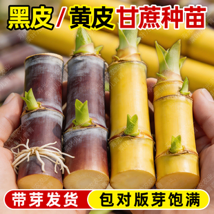 甘蔗种苗带芽黑皮甘蔗苗种黄皮黄金甘蔗种子南北方种盆栽甘蔗种节