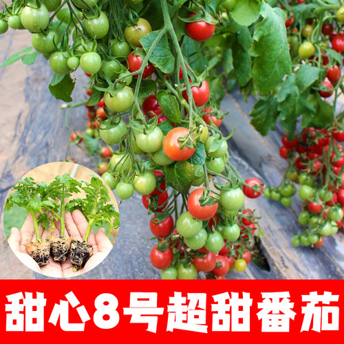 盆栽小番茄苗秧苗超甜圣女果种子