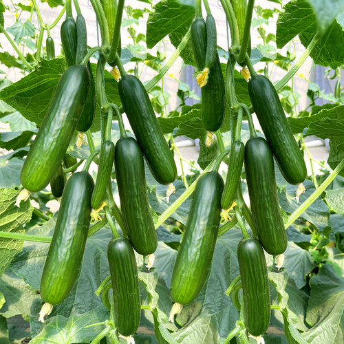 四季盆栽水果黄瓜种子苗青瓜秧苗