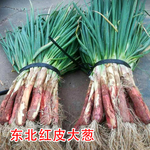 红皮东北蔬菜高产大葱种子四季