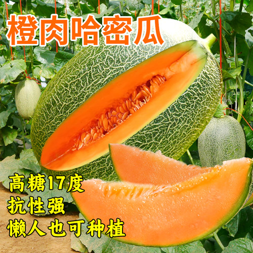 哈密瓜超甜种籽孑四季南方秧苗