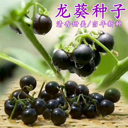 龙葵种籽东北黑天天紫黑黝黝悠悠龙葵果种四季高产阳台草子龙葵籽 - 封面