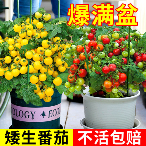 盆栽番茄种子阳台矮生西红柿