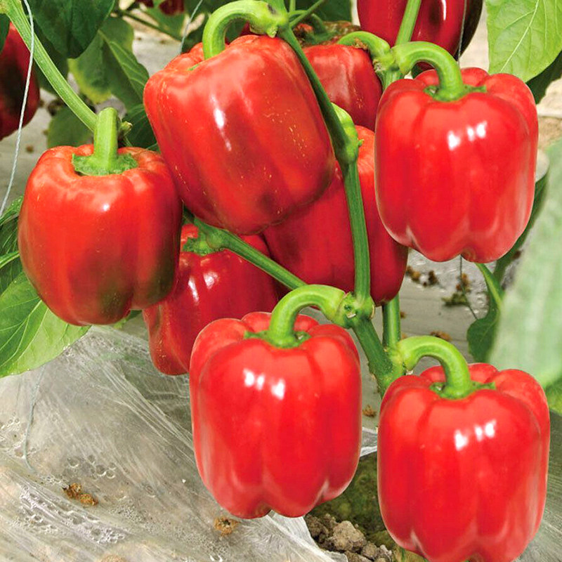 红甜椒种子苗辣椒种籽孑高产阳台四季盆栽蔬菜大全菜籽菜种秧春季