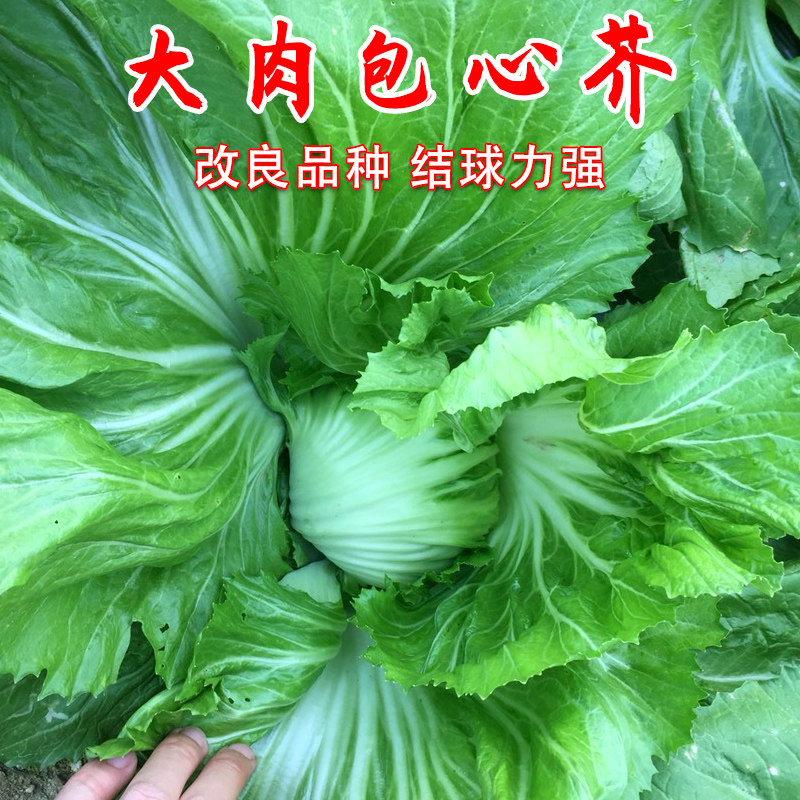 大肉包心芥菜种子大叶四季播高产阳台大田包邮春季秋季蔬菜种籽孑