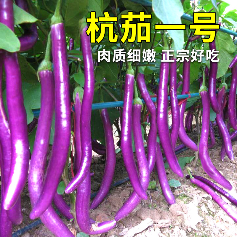 杭茄一号长茄种子苗带土线茄种籽孑茄子秧苗大全四季菜籽蔬菜秧苗
