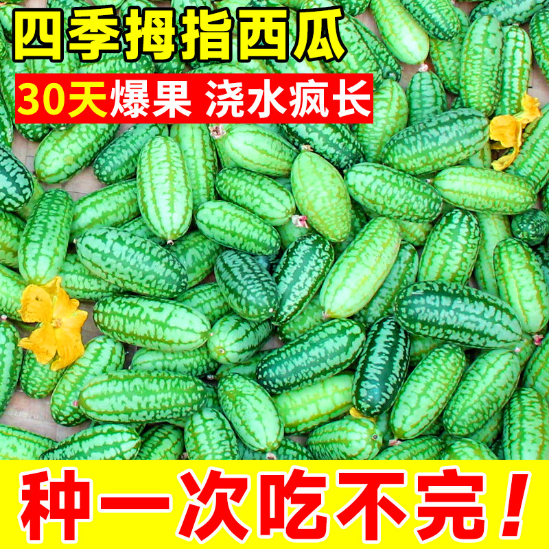 拇指西瓜种籽苗迷你小种子春季菜苗阳台盆栽水果四季蔬菜孑子秧苗